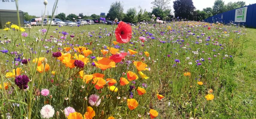 Wild flowers at the Warenford Hospital site in Oxford